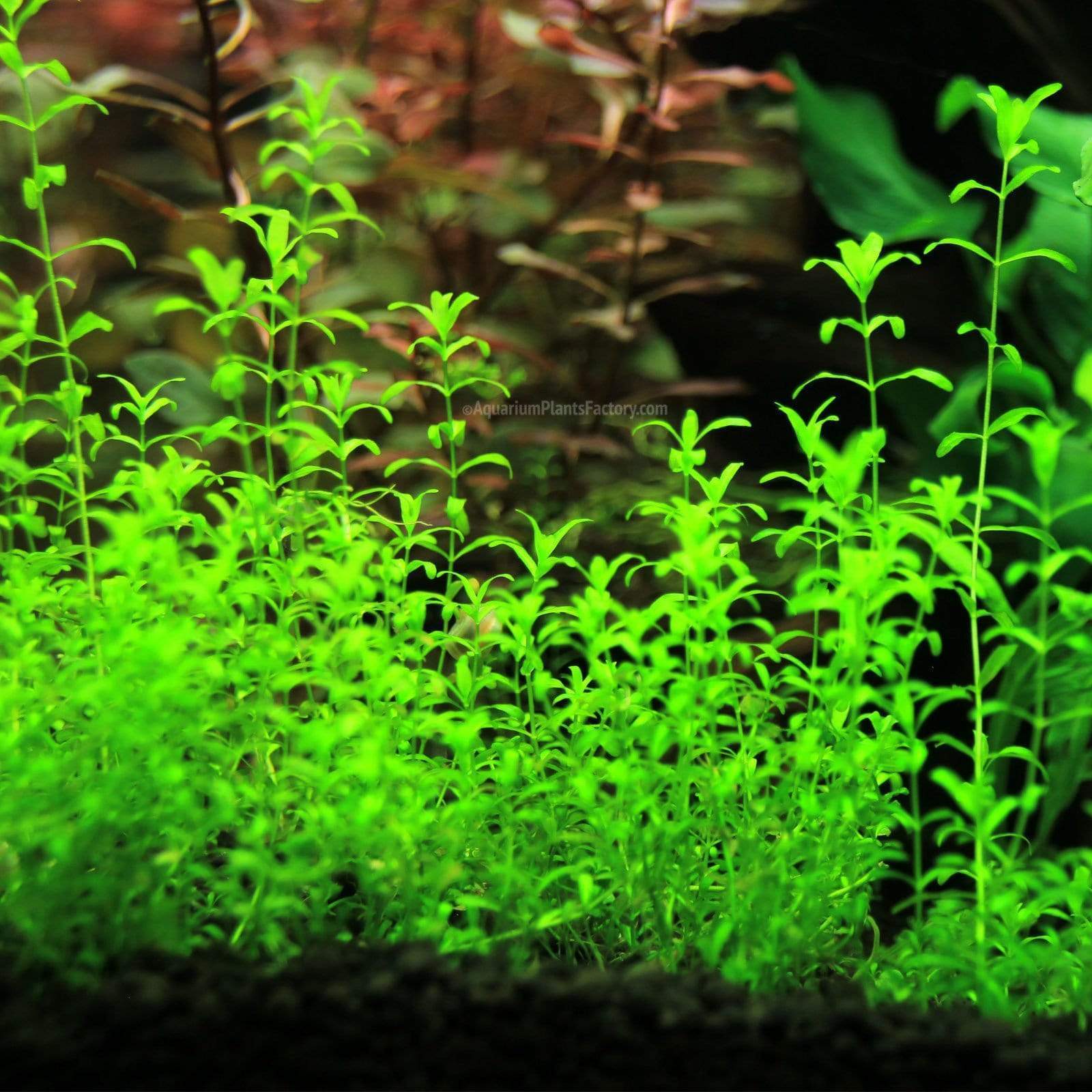 گیاه آبزی آکواریوم پلنت همیانتوس علف مرواریدی Hemianthus glomeratus