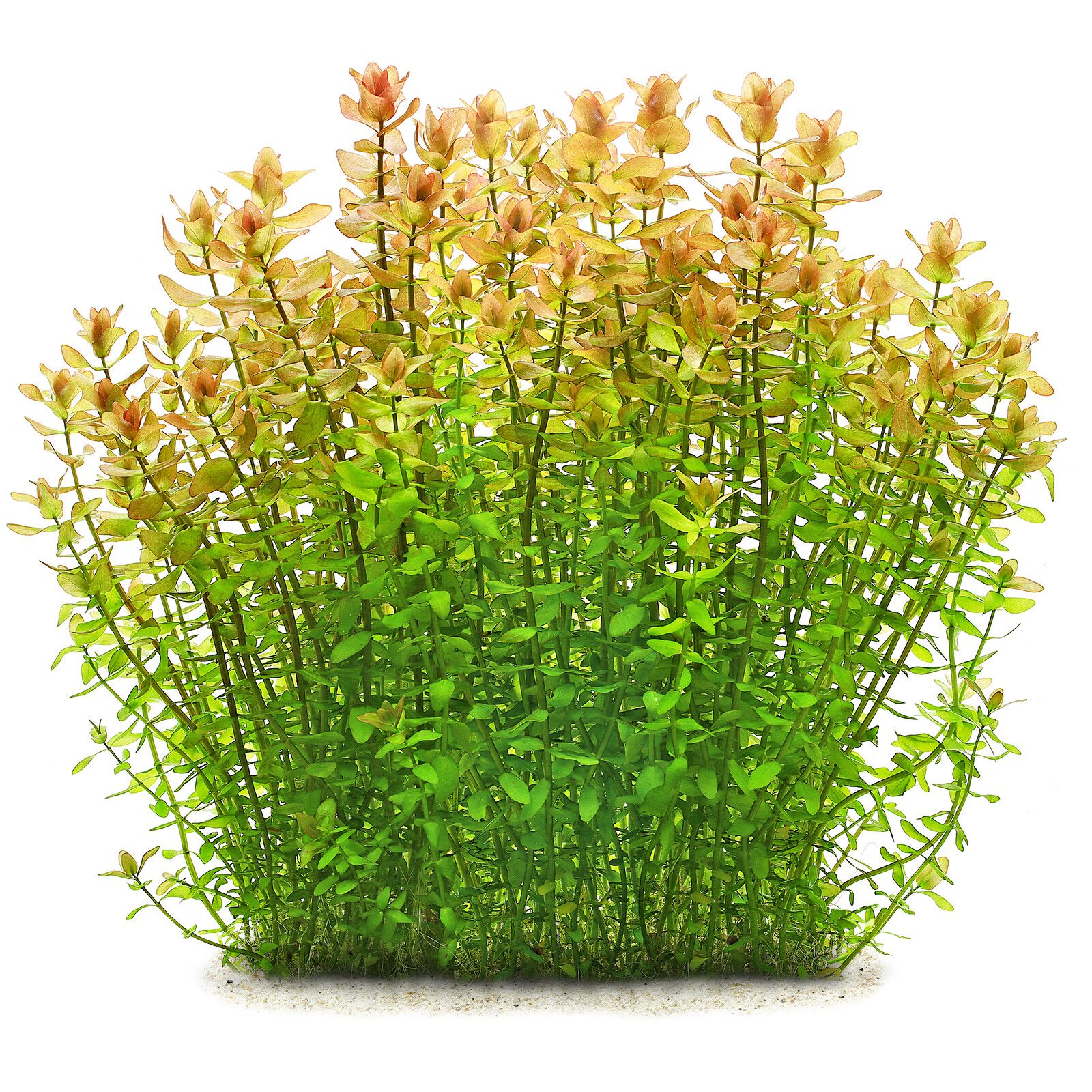 گیاه آبزی آکواریوم پلنت باکوپا کارولینا Bacopa Caroliniana(پک 4 شاخه)