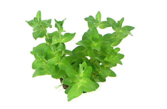 گیاه آبزی آکواریوم پلنت باکوپا کارولینا Bacopa Caroliniana(پک 4 شاخه)