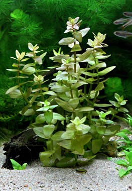گیاه آبزی آکواریوم پلنت باکوپا کارولینا Bacopa Caroliniana(پک 4 شاخه)