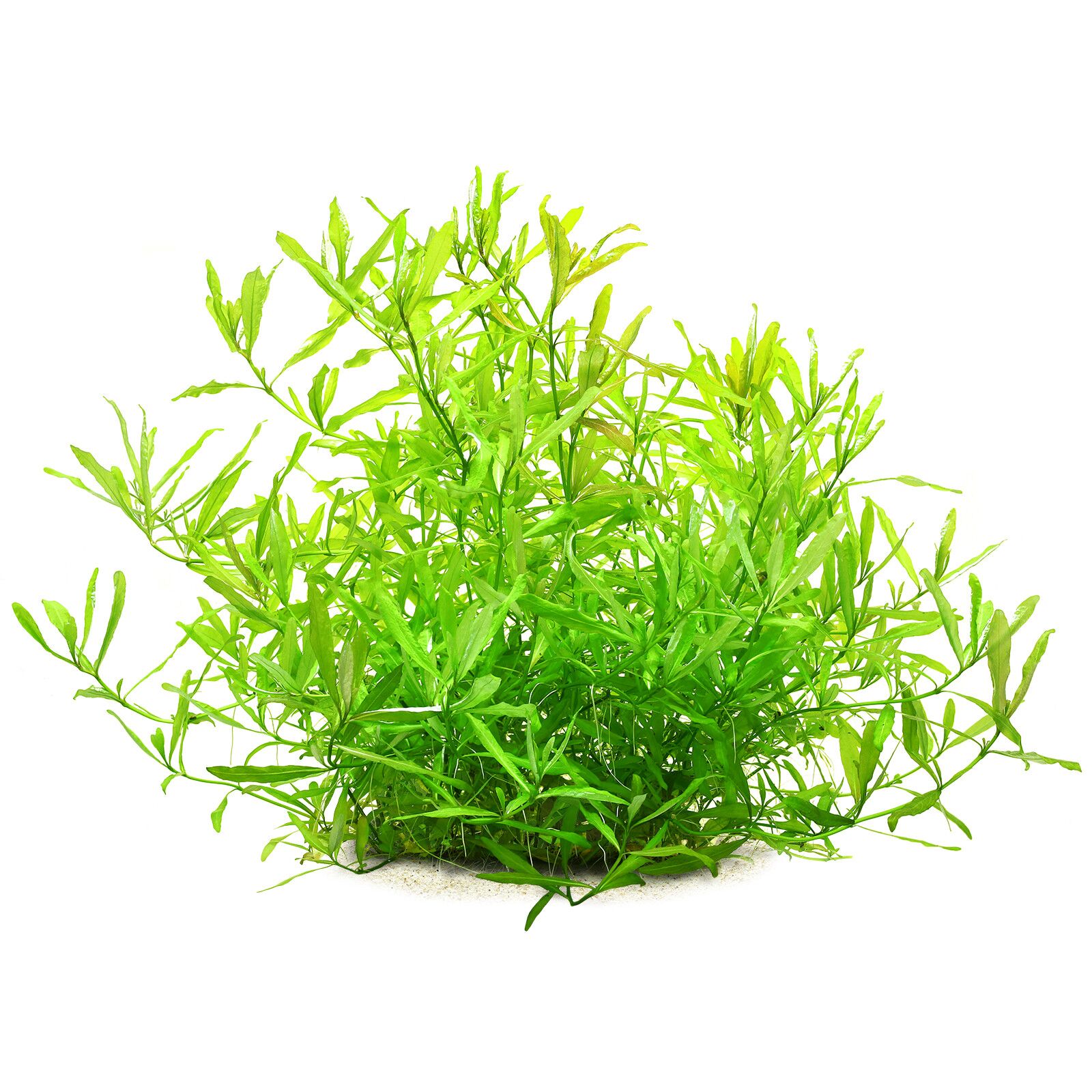 گیاه آبزی آکواریوم پلنت هیگروفلیا پلیسرما Hygrophila polysperma (پک 4شاخه)
