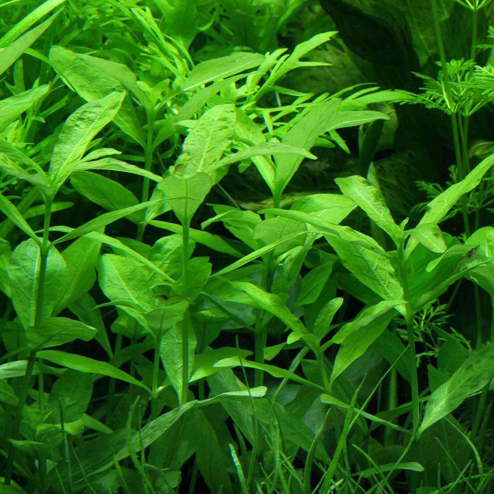 گیاه آبزی آکواریوم پلنت هیگروفلیا پلیسرما Hygrophila polysperma (پک 4شاخه)