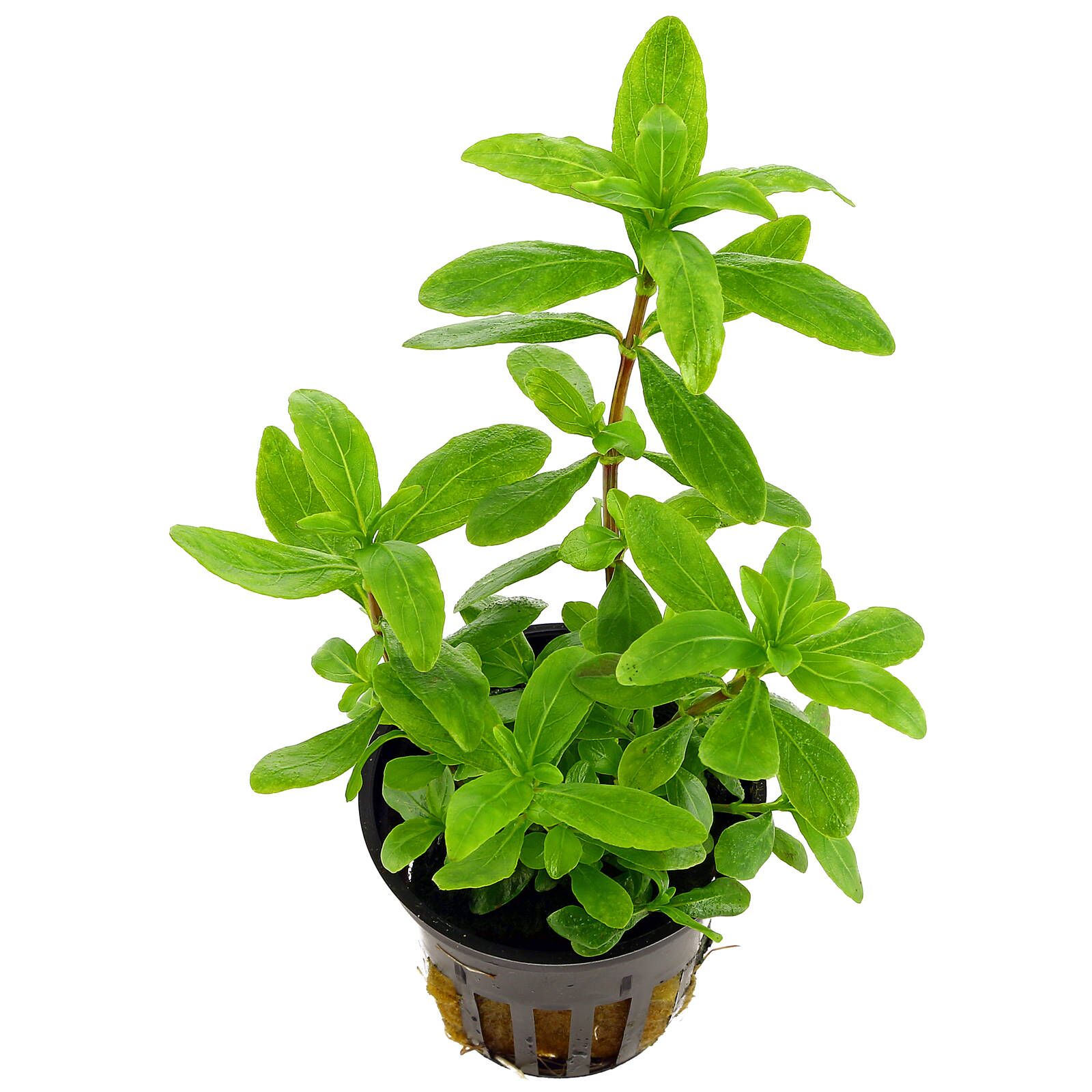 گیاه آبزی آکواریوم پلنت هیگروفلیا پلیسرما Hygrophila polysperma (پک 4شاخه)