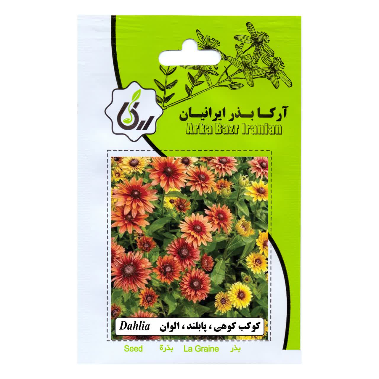 بذر گل کوکب کوهی پابلند الوان