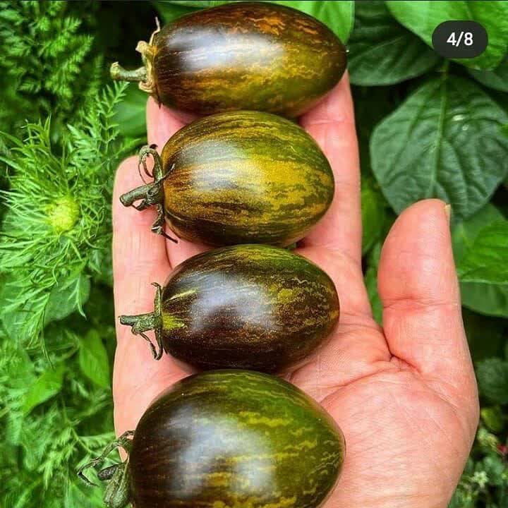بذر گوجه اتمی برد
