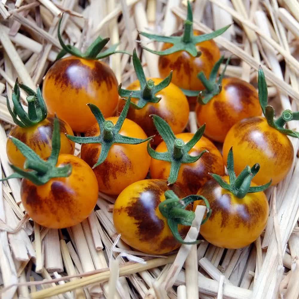 بذر گوجه گیلاسی آمریکایی