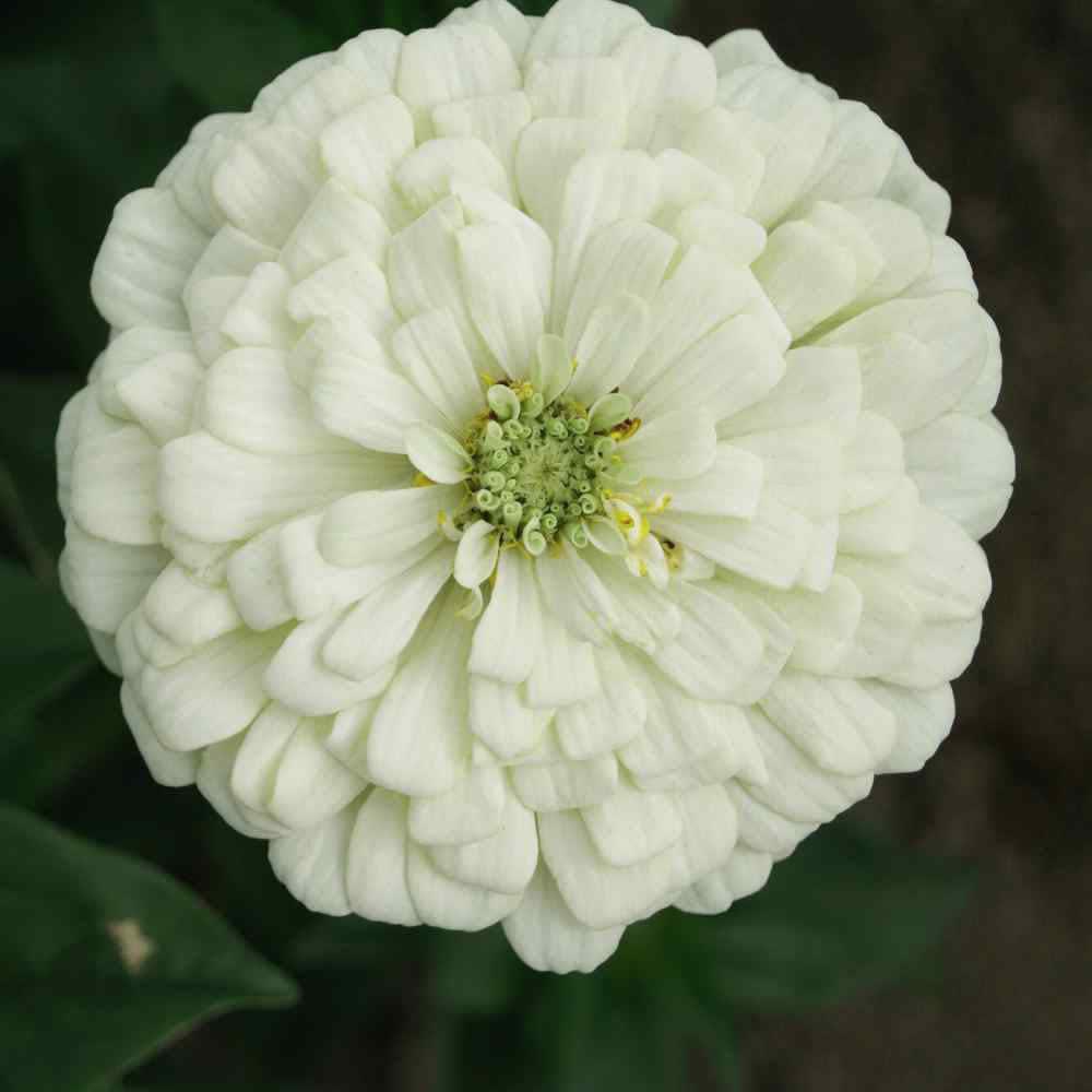 بذر  گل آهار سفید
