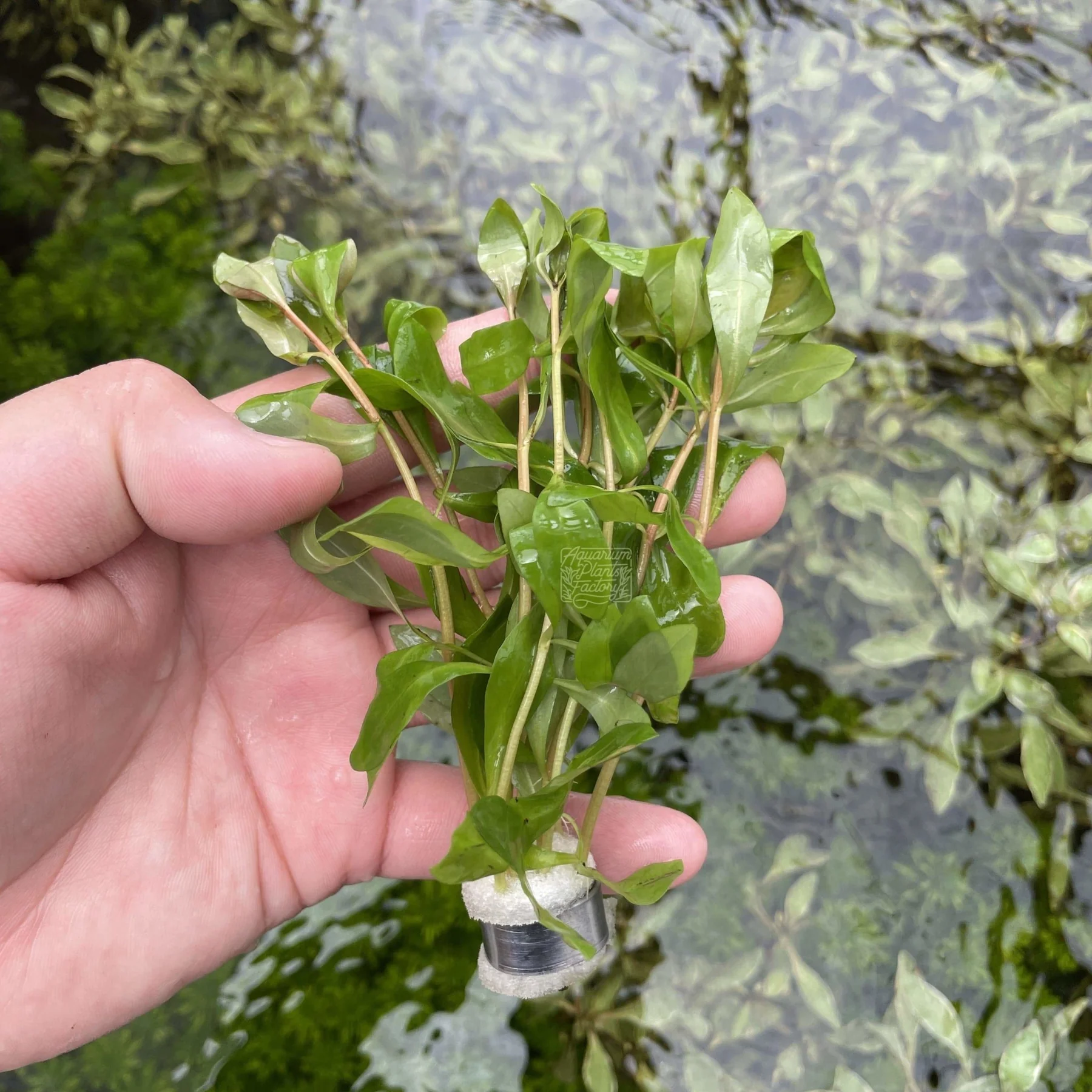 گیاه آبزی آکواریوم پلنت آمانیا سنگالنسیس Ammannia Senegalensis (پک 3 شاخه)