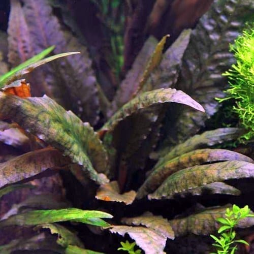 گیاه آبزی آکواریوم پلنت کریپتون بچتی Cryptocoryne Petchii