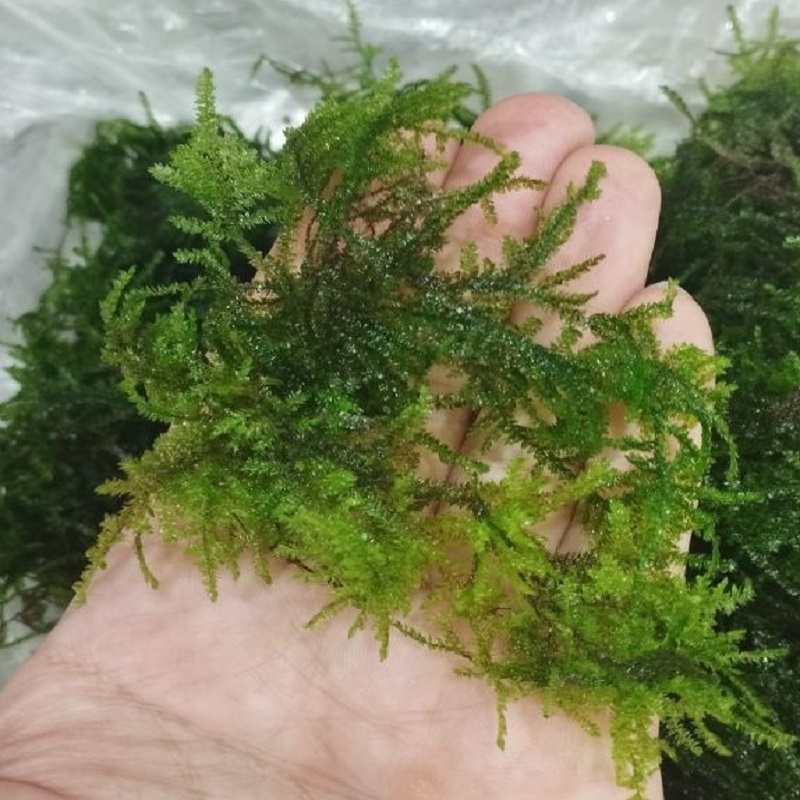 گیاه آبزی آکواریوم پلنت خزه  مینی پرل Mini Pearl Moss (Blepharostoma Trichophyllum)