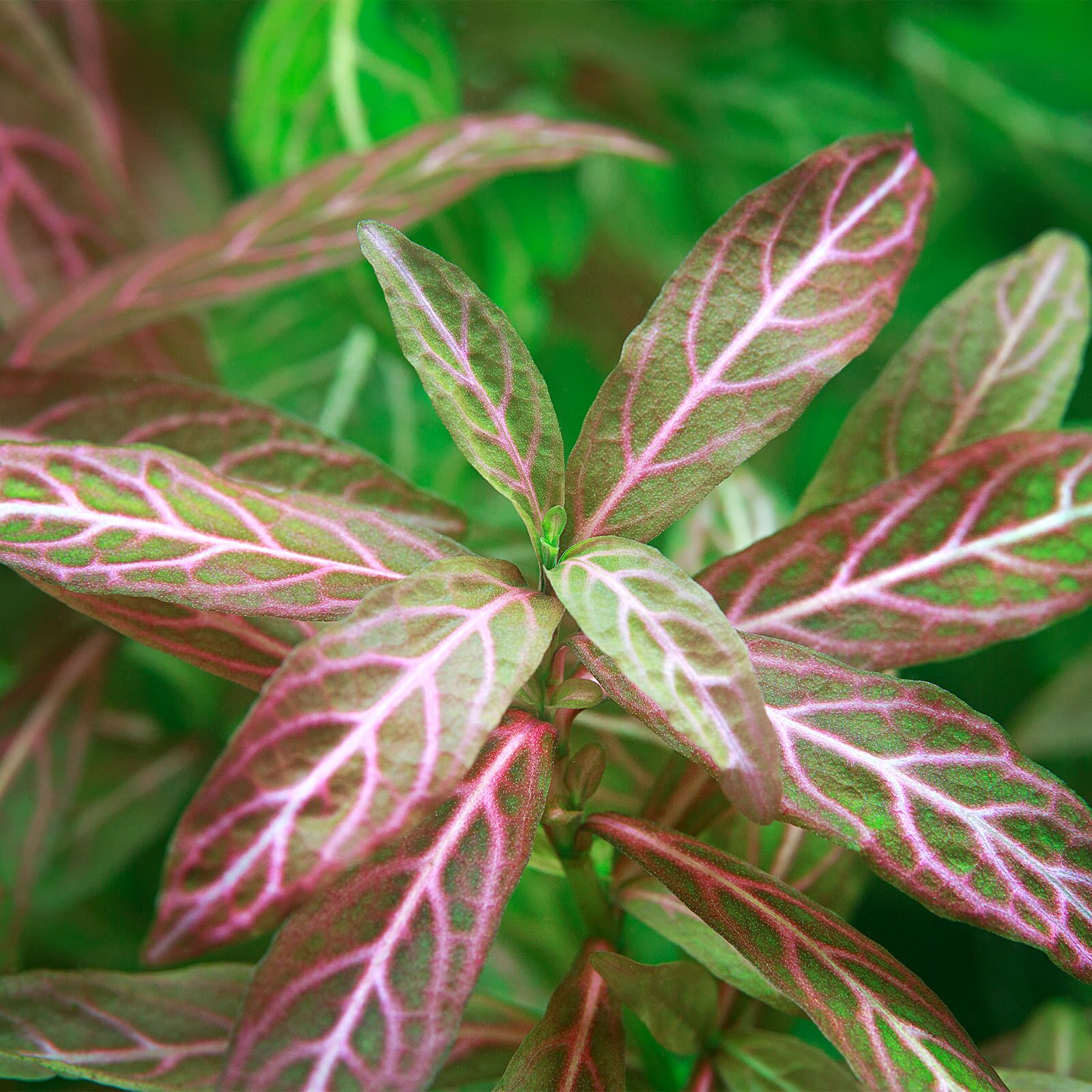گیاه آبزی آکواریوم پلنت هیگروفلیا رزانویچ Sunset Hygrophila ( پک 4 شاخه)