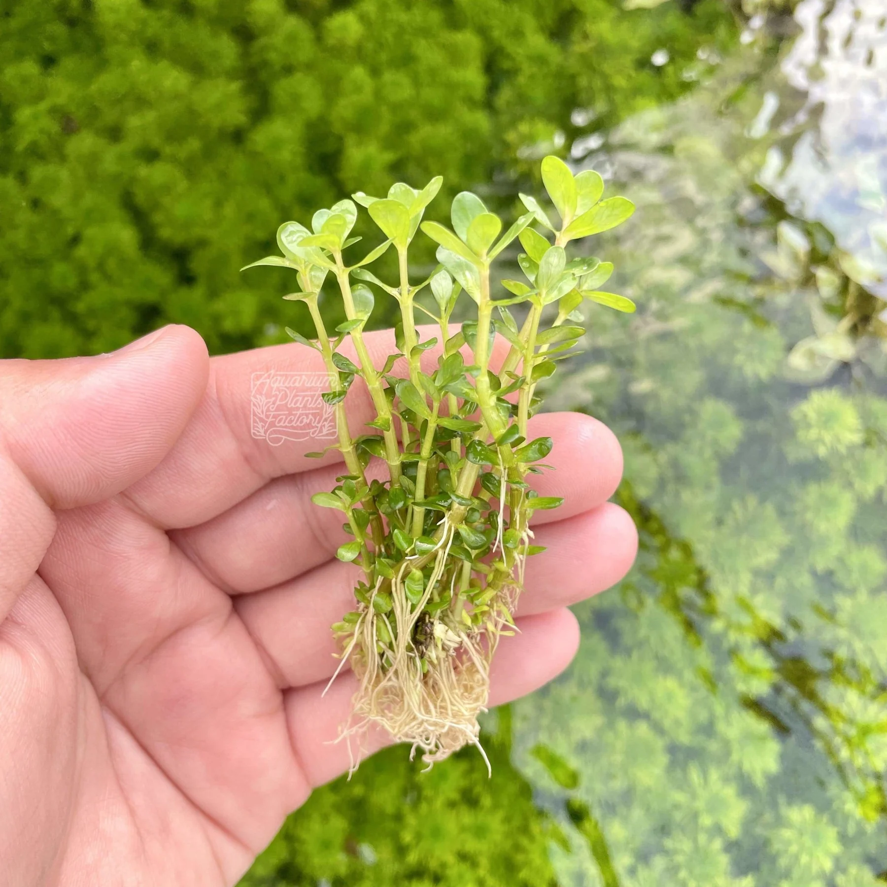 گیاه آبزی آکواریوم پلنت روتالا بنسای Rotala indica (پک 5 شاخه)