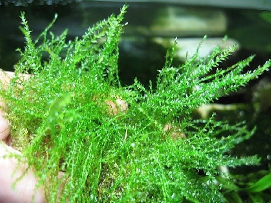 گیاه آبزی آکواریوم پلنت خزه ریپاریوم Leptodictyum riparium