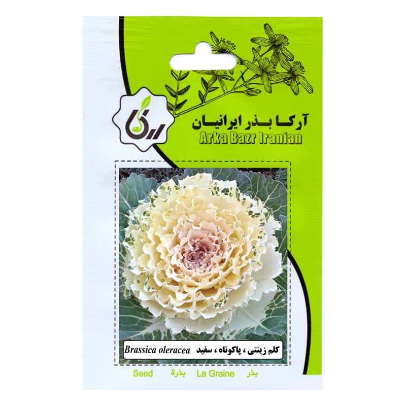 بذر گل کلم زینتی پاکوتاه تک رنگ سفید