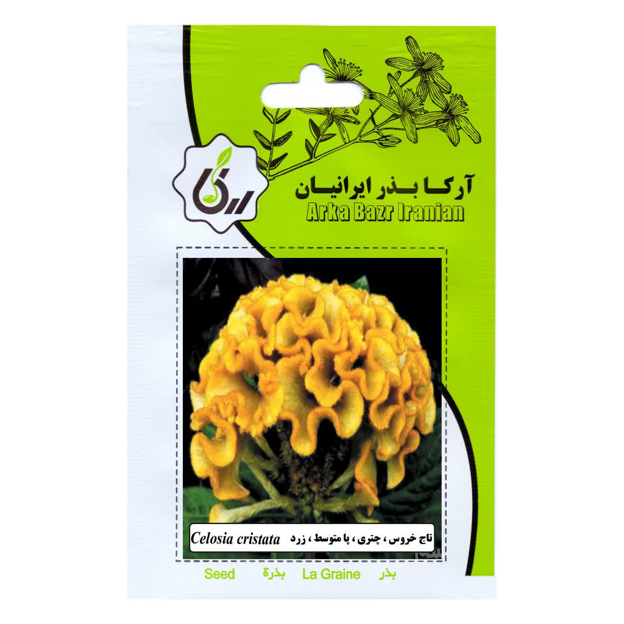 بذر گل تاج خروس چتری پا متوسط زرد