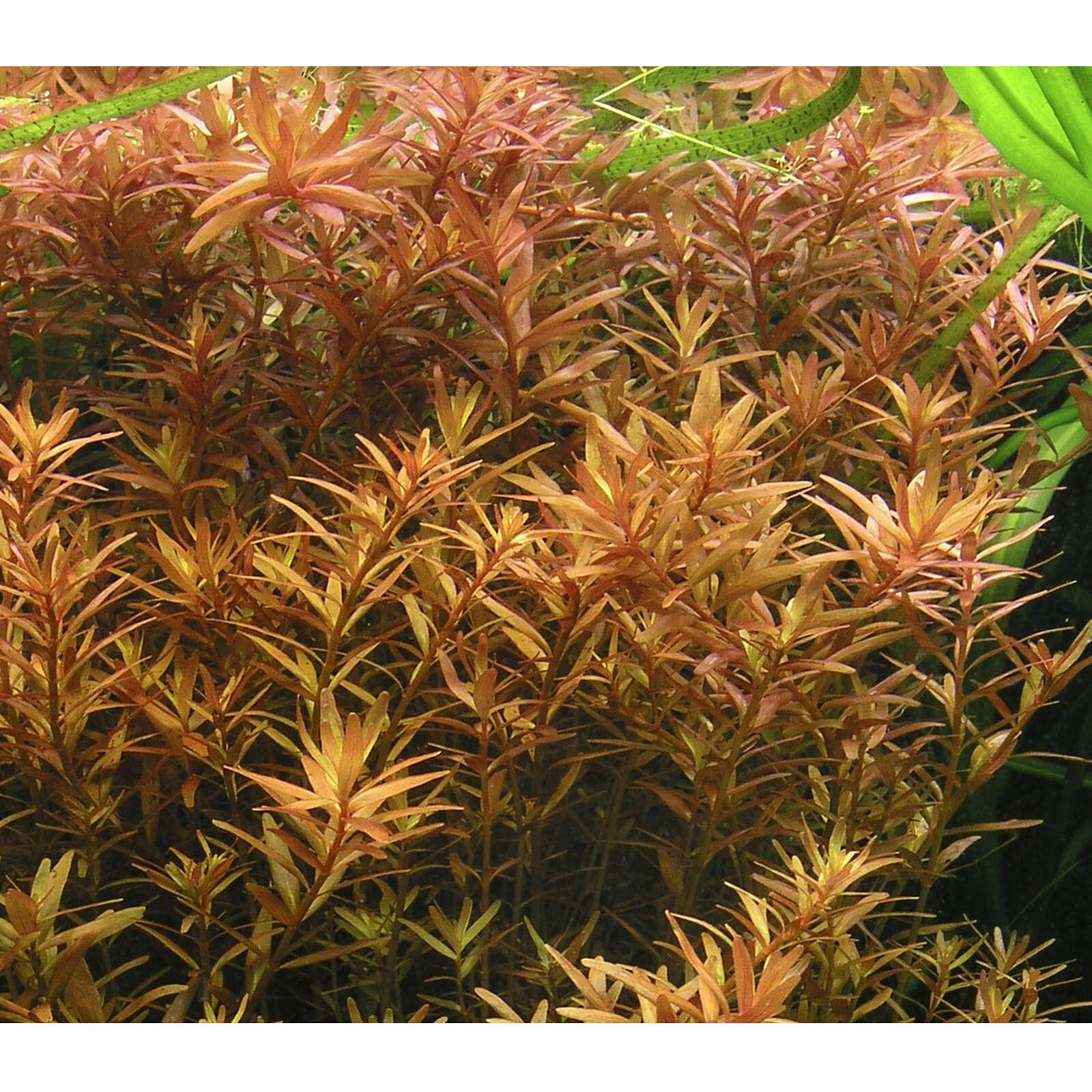 گیاه آبزی آکواریوم پلنت روتالا نارنجی Rotala rotundifolia (پک 5 شاخه)