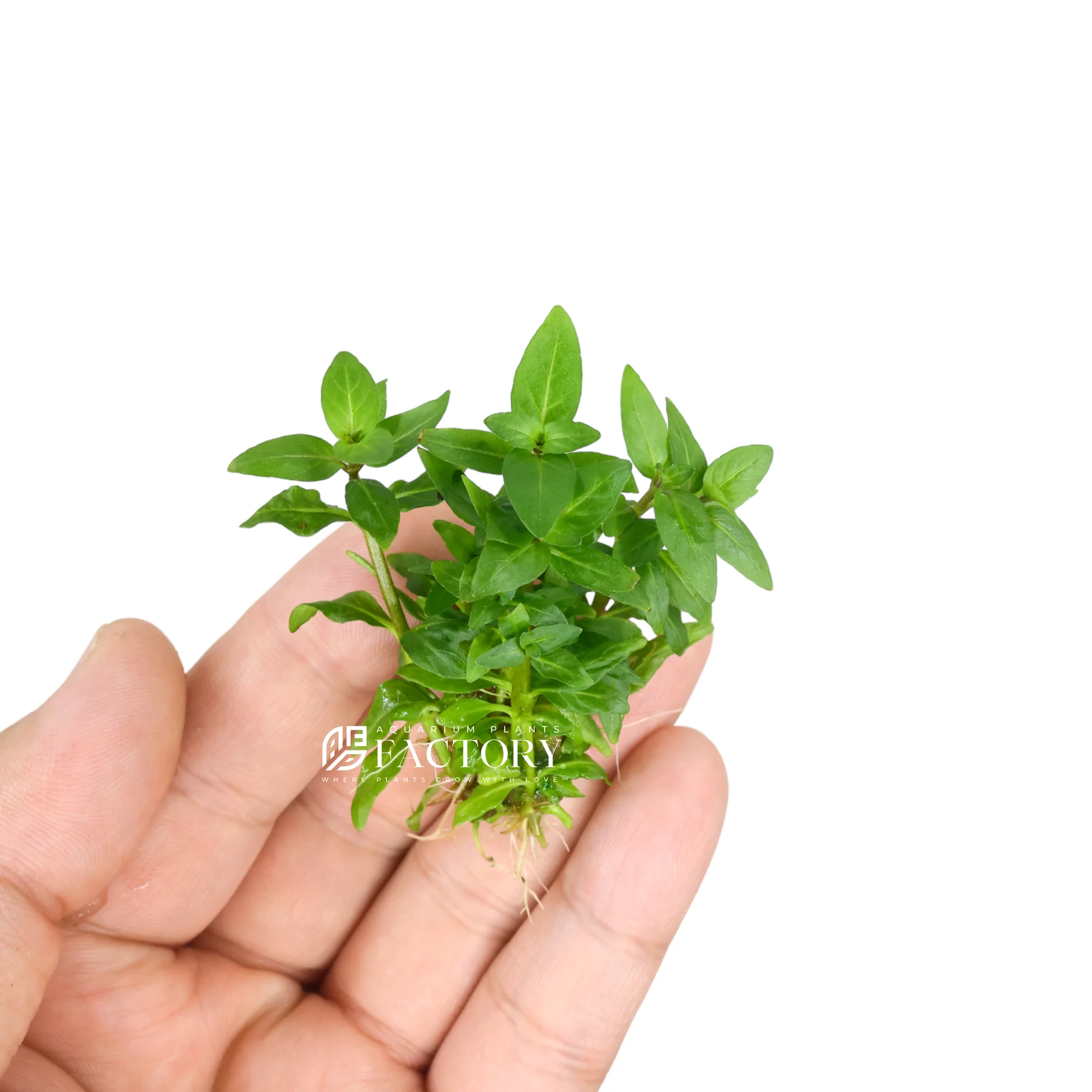 گیاه آبزی آکواریوم پلنت استروژن Staurogyne repens (پک 4 شاخه)
