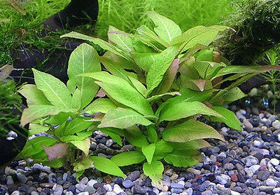 گیاه آبزی آکواریوم پلنت هیگروفلیا سیبی Hygrophila corymbosa(پک 3 شاخه)