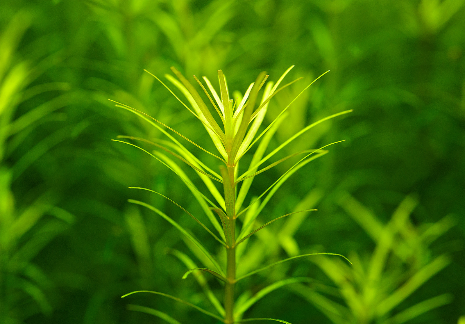 گیاه آبزی آکواریوم پلنت روتالا نان جنشان  Rotala sp.Nanjenshan Rotala (نیم پک کشت بافت)