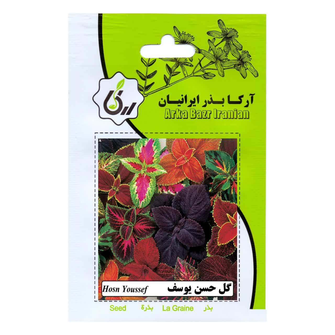 بذر گل حسن یوسف