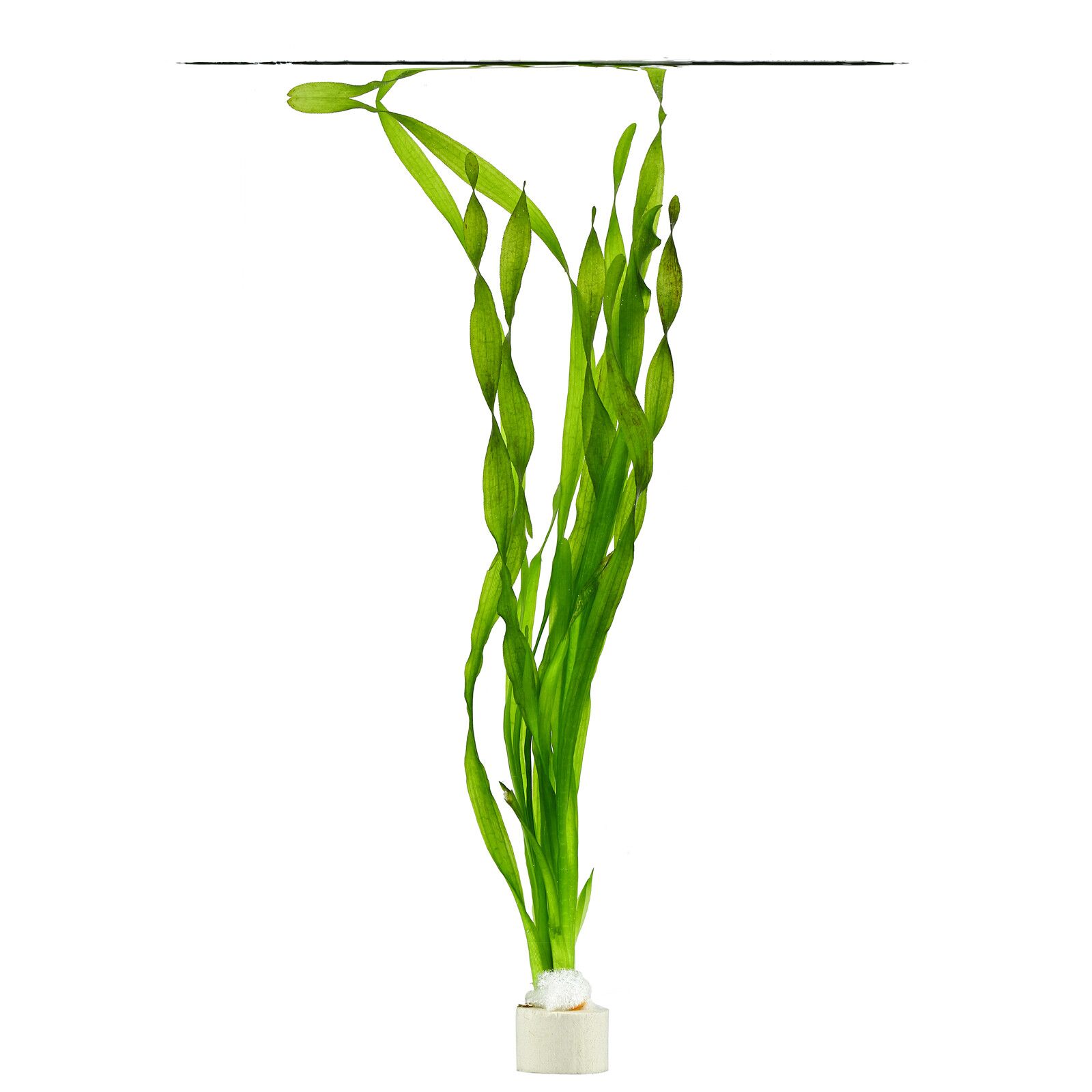 گیاه آبزی آکواریوم پلنت گندمی پیچ Vallisneria sp. 