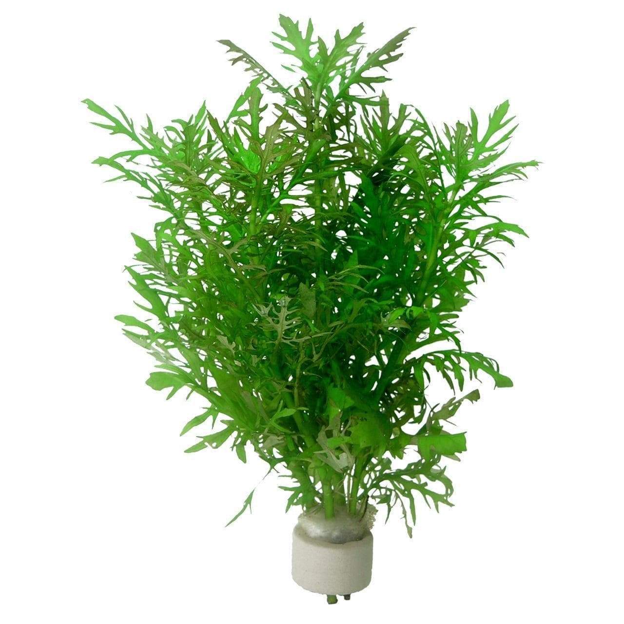 گیاه آبزی آکواریوم پلنت هیگروفلیا سرخسی Hygrophila Difformis( پک 4 شاخه)