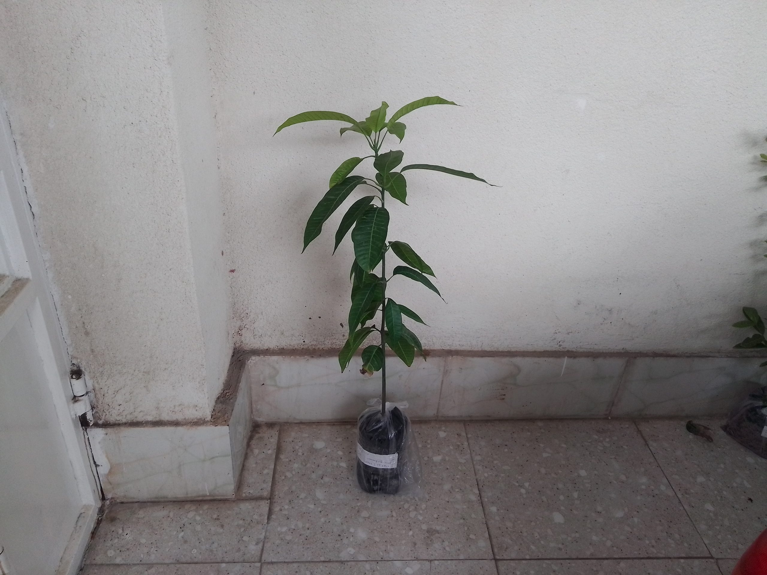 نهال انبه پیوندی لانگرا یکساله تقویت شده