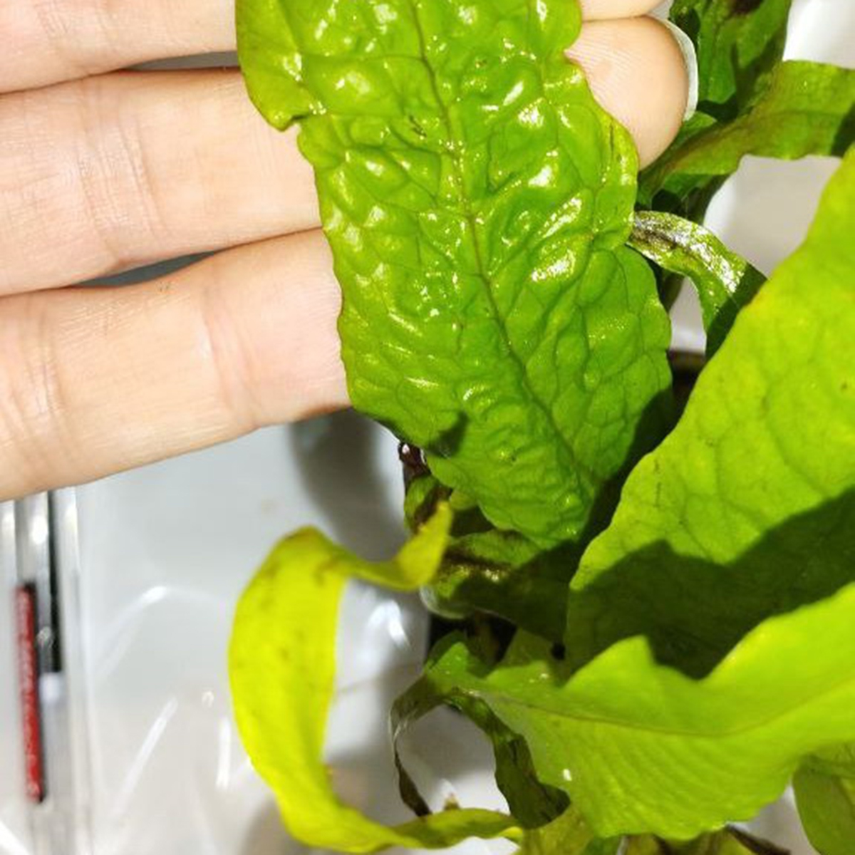 گیاه آبزی آکواریوم پلنت سرخس جاوا پهن برگ Microsorum pteropus 