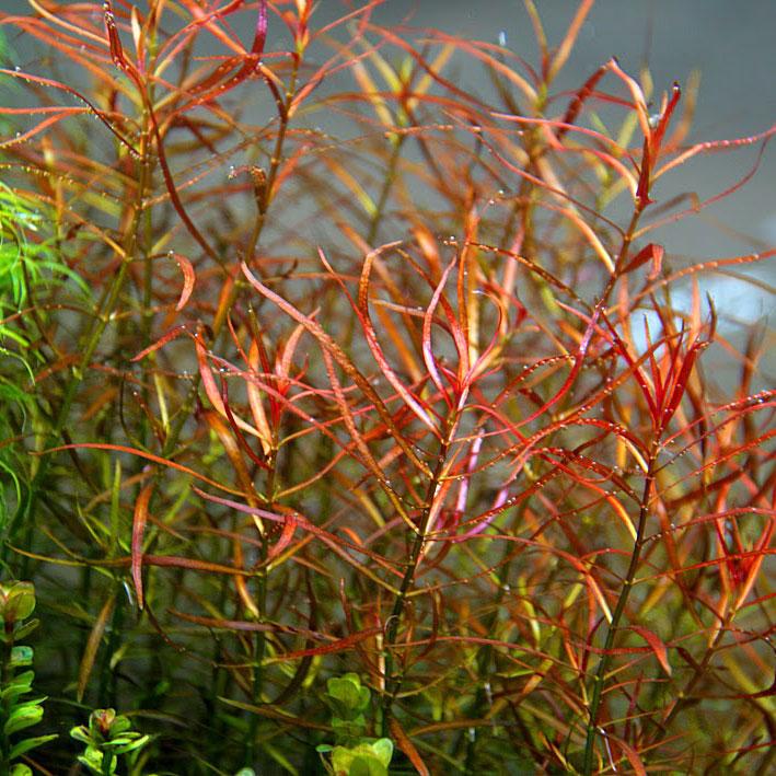 گیاه آبزی آکواریوم پلنت لودوجیا لاکوستریس Ludwigia x lacustris (پک 3 شاخه)