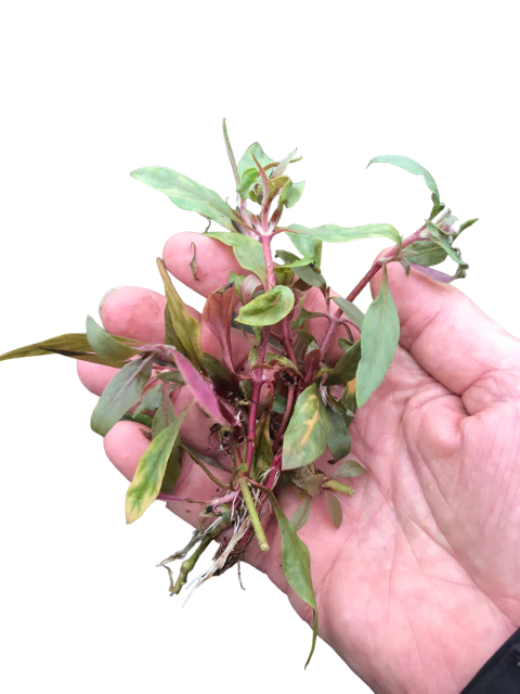 گیاه آبزی آکواریوم پلنت آلترنانترا رینکی Alternanthera Reineckii (پک 4 شاخه)