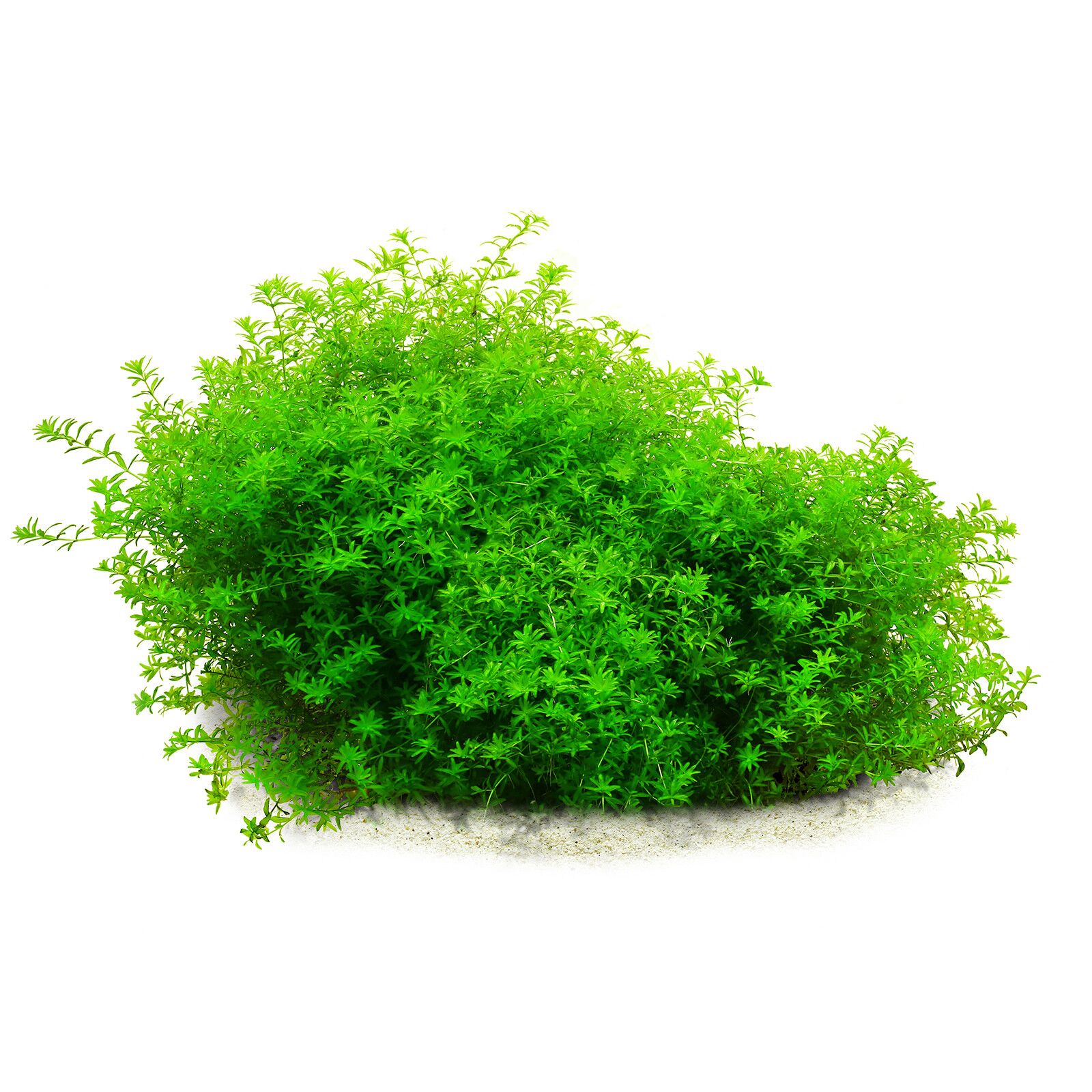 گیاه آبزی آکواریوم پلنت همیانتوس علف مرواریدی Hemianthus glomeratus