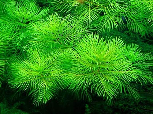 گیاه آبزی آکواریوم پلنت مریفلیوم ماتوگروسنس Myriophyllum mattogrossense(پک 4 شاخه)