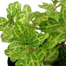 گیاه آبزی آکواریوم پلنت شینرسیا Shinnersia rivularis ( پک 4 شاخه)