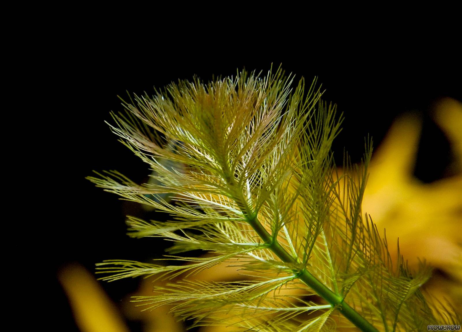 گیاه آبزی آکواریوم پلنت مریفلیوم آکواتیکوم Myriophyllum aquaticum (پک 4 شاخه)