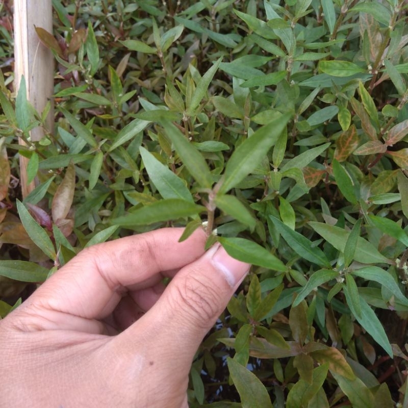 گیاه آبزی آکواریوم پلنت آلترنانترا رینکی مینی Alternanthera Reineckii Mini (پک 4 شاخه)