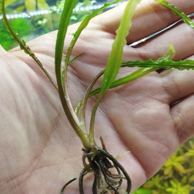 گیاه آبزی آکواریوم پلنت کریپتوکورین اسپیرالیس Cryptocoryne spiralis