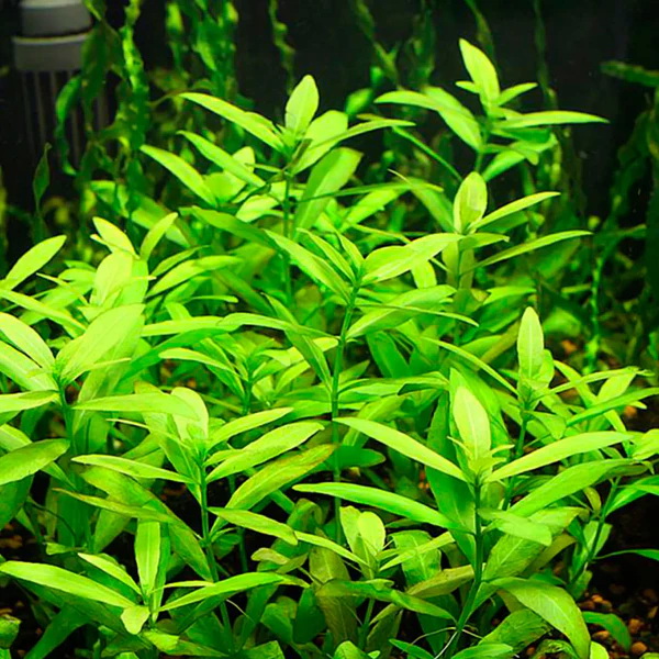 گیاه آبزی آکواریوم پلنت هیگروفلیا پلیسرما Hygrophila polysperma (پک 4شاخه)