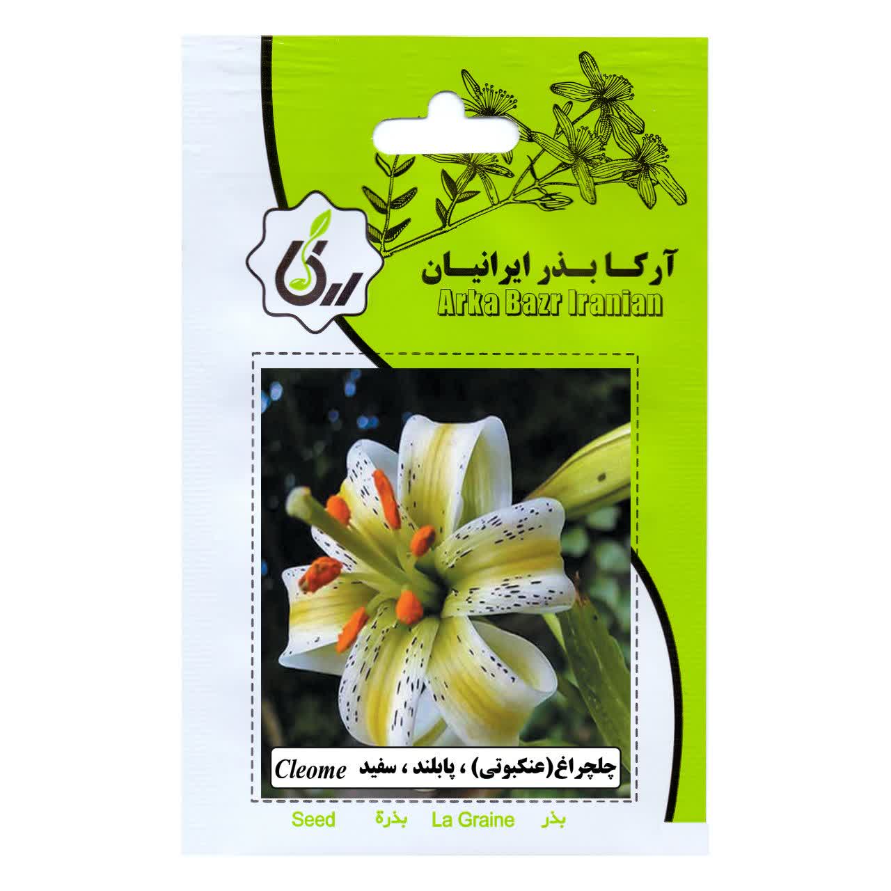 بذر چلچراغ (عنکبوتی) و پا بلند و سفید