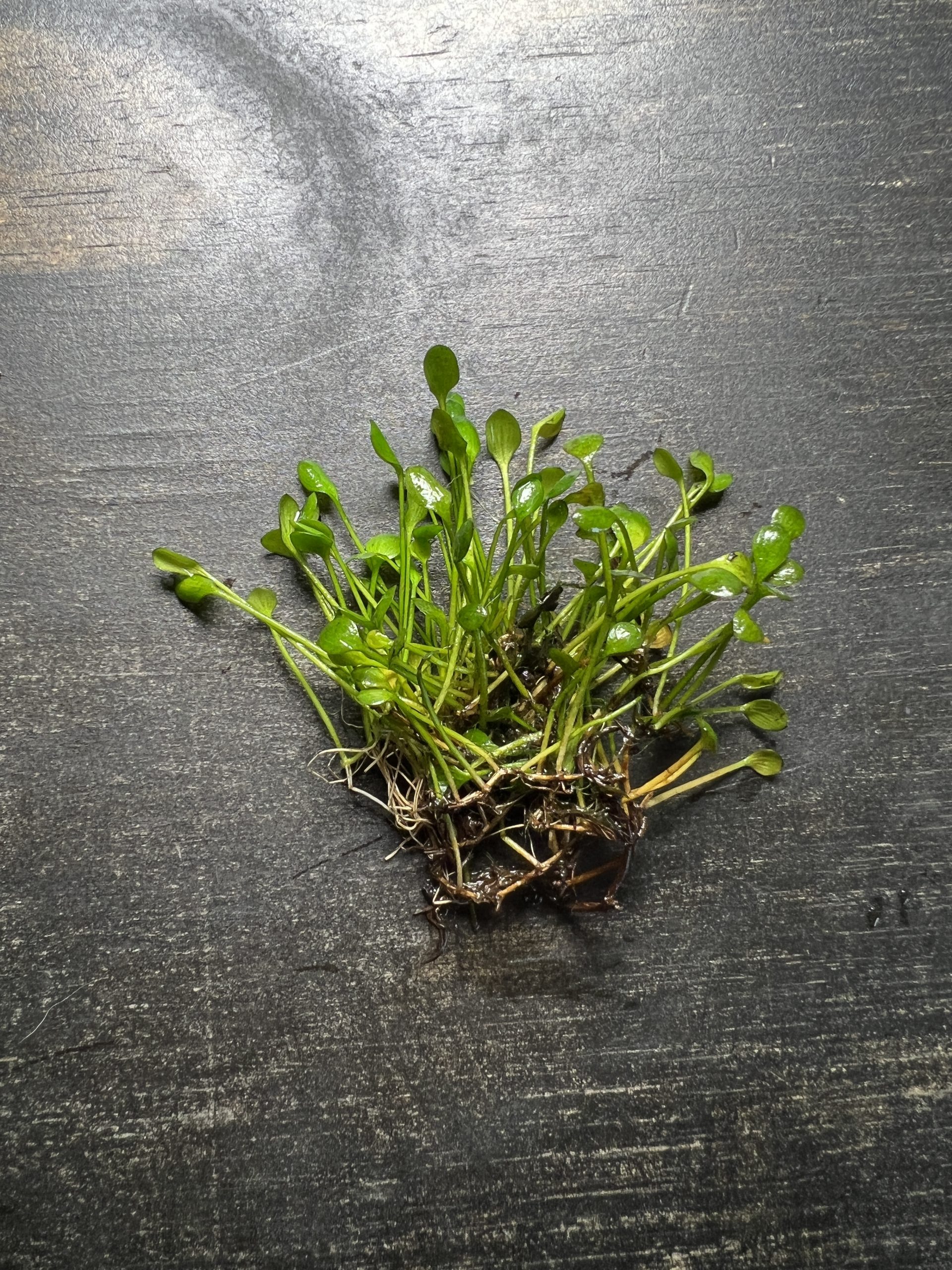گیاه آبزی آکواریوم پلنت چمن مارسیلیا Marsilea crenata