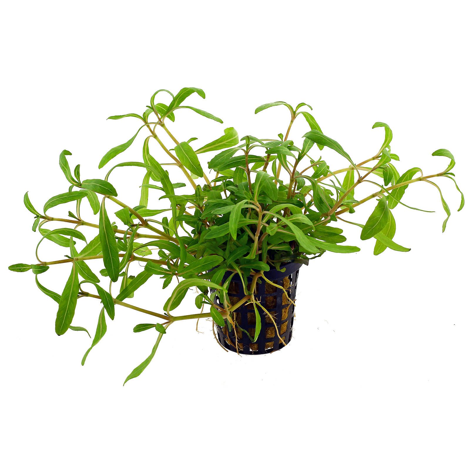 گیاه آبزی آکواریوم پلنت هیگروفلیا اس پی تایگر سبز Hygrophila polysperma 
