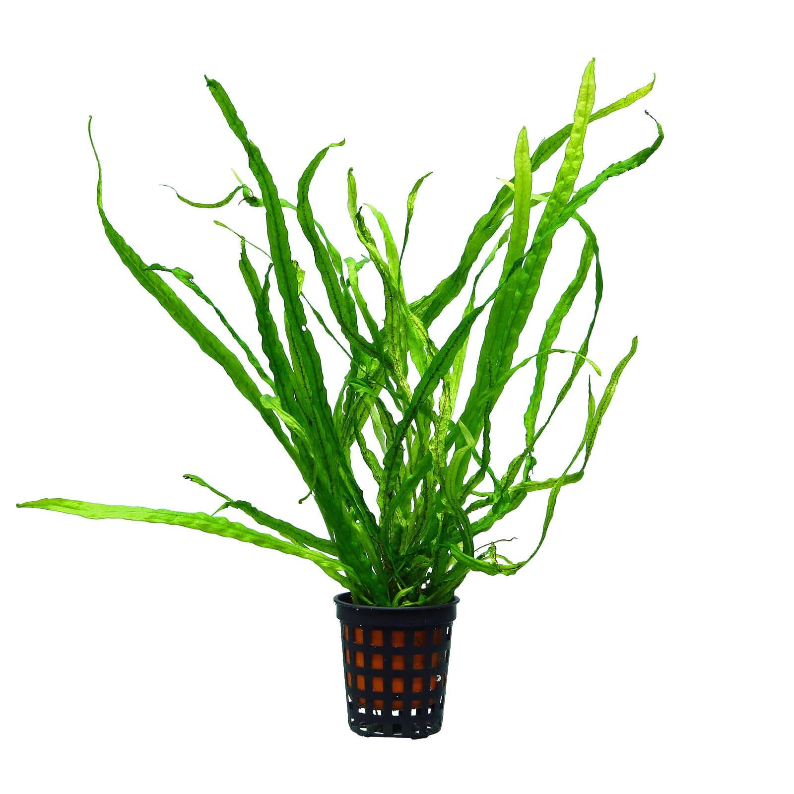 گیاه آبزی آکواریوم پلنت سرخس جاوا تایوان Microsorum pteropus 