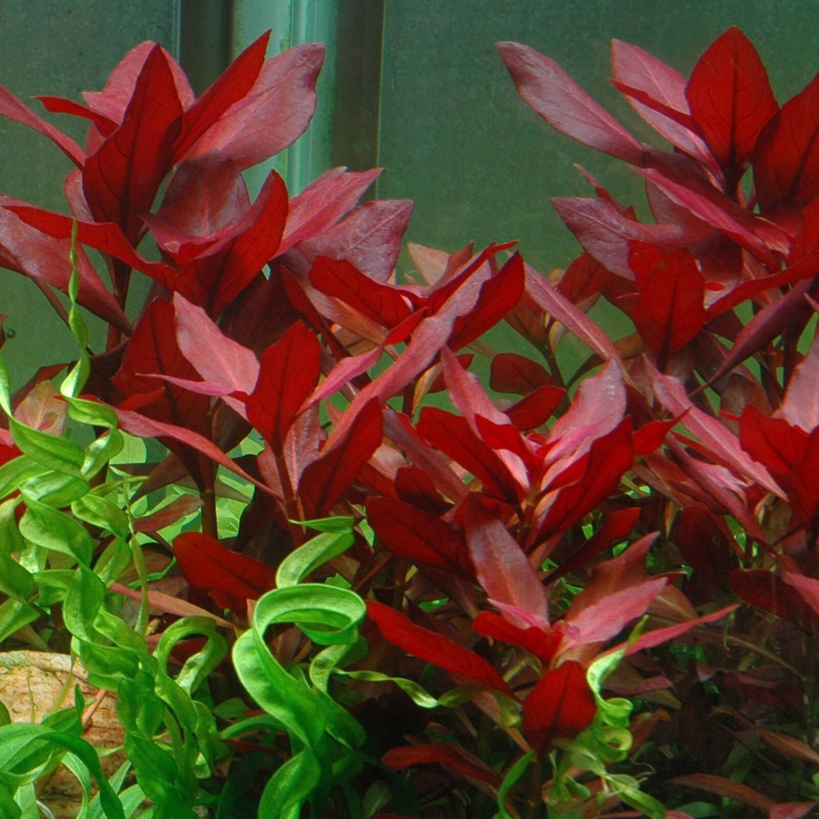 گیاه آبزی آکواریوم پلنت لودوجیا روبین Ludwigia Rubin (پک 3 شاخه)