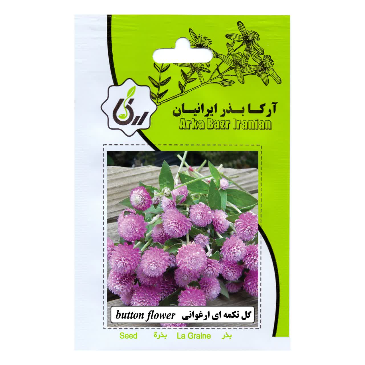 بذر گل تکمه ای ارغوانی