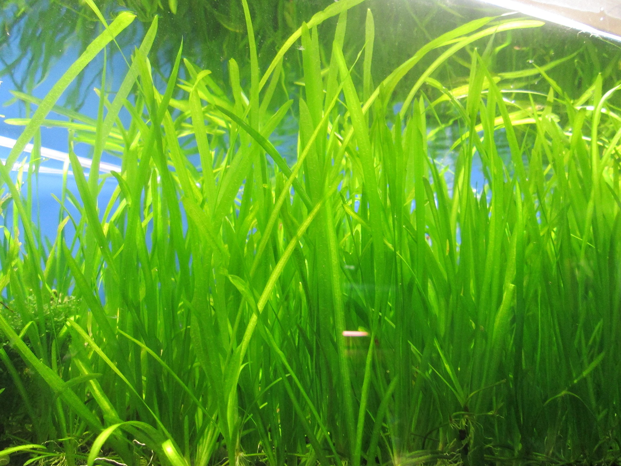 گیاه آبزی آکواریوم پلنت گندمی ساده Vallisneria Spiralis (Jungle Val)( پک 4 بوته)