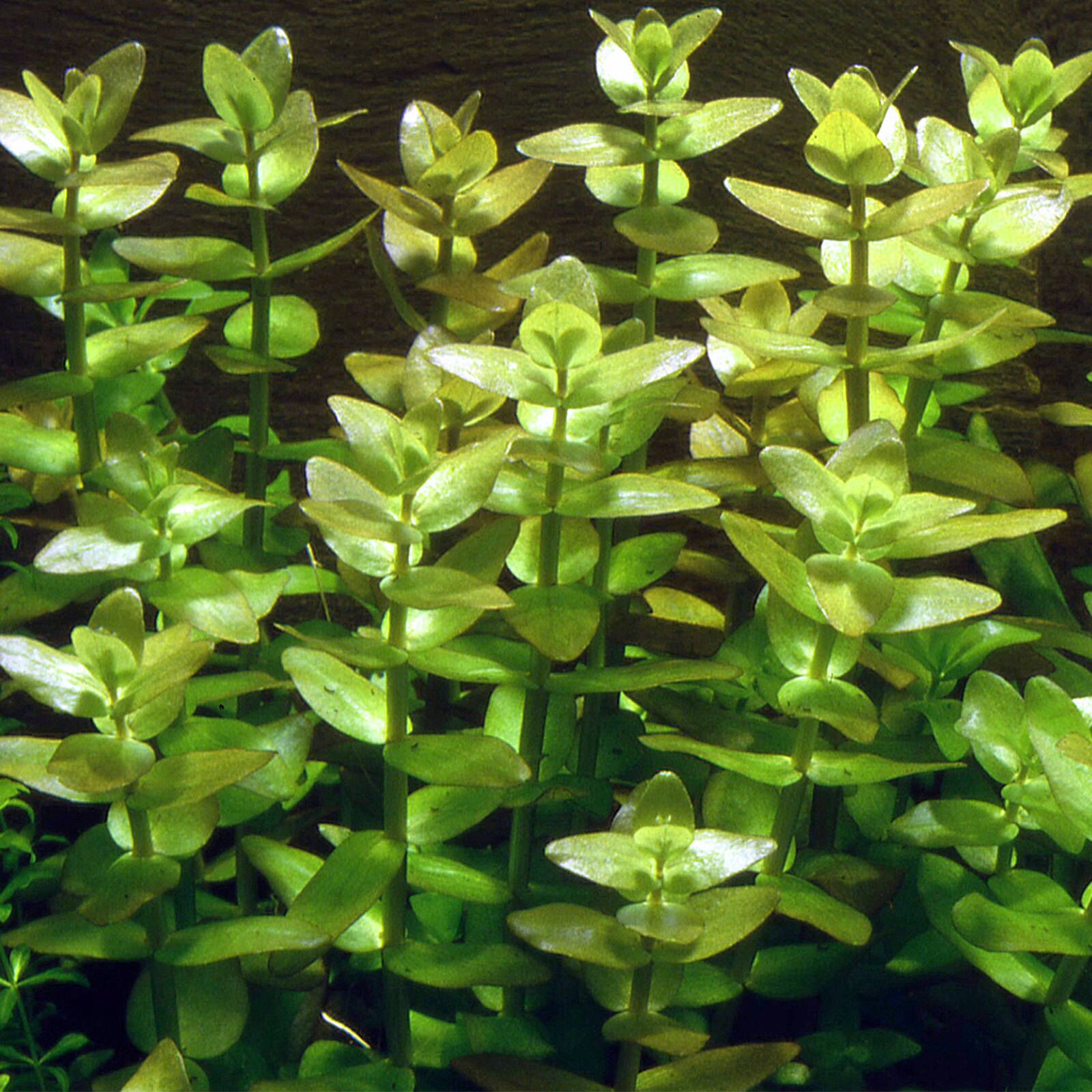گیاه آبزی آکواریوم پلنت باکوپا کارولینا Bacopa Caroliniana(پک 4 شاخه)