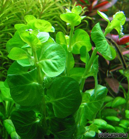 گیاه آبزی آکواریوم پلنت لیسیماشیا سبز Lysimachia nummularia( پک 5 شاخه )
