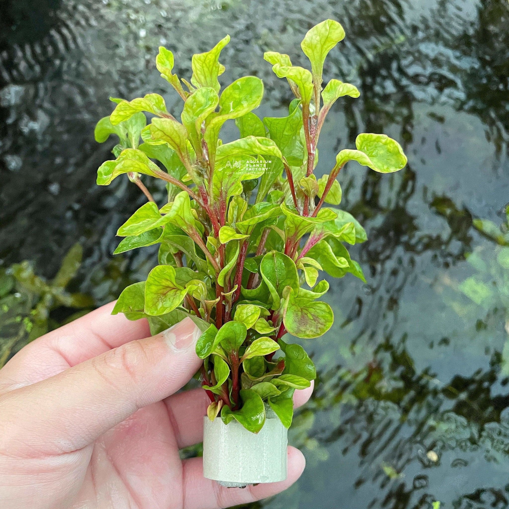 گیاه تراریومی نیمه آبزی آلترنانترا دورنگ رویال ALTERNANTHERA BETTZICKIANA RED (پک 4 شاخه)