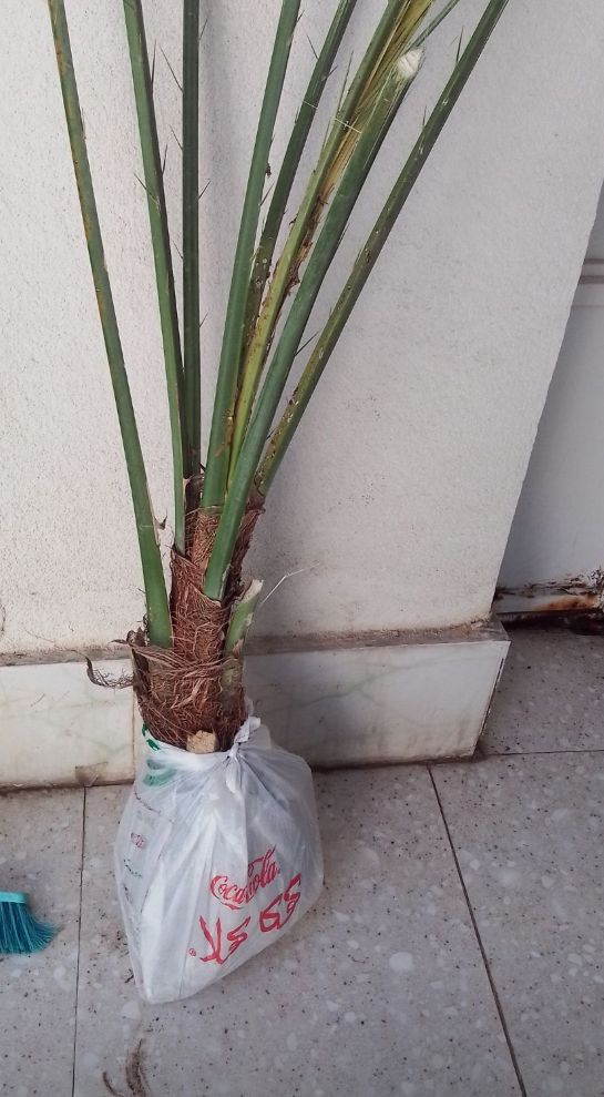 نهال خرمای مجول یکساله