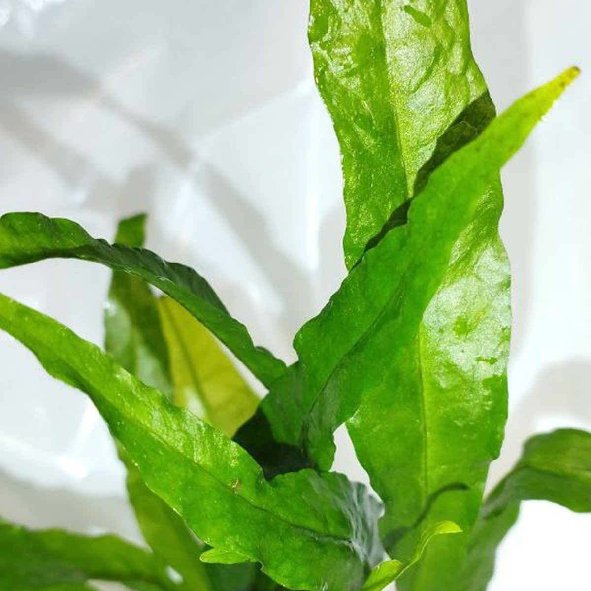 گیاه آبزی آکواریوم پلنت سرخس جاوا سافت Microsorum pteropus sp soft leaf (پک 5 برگی)