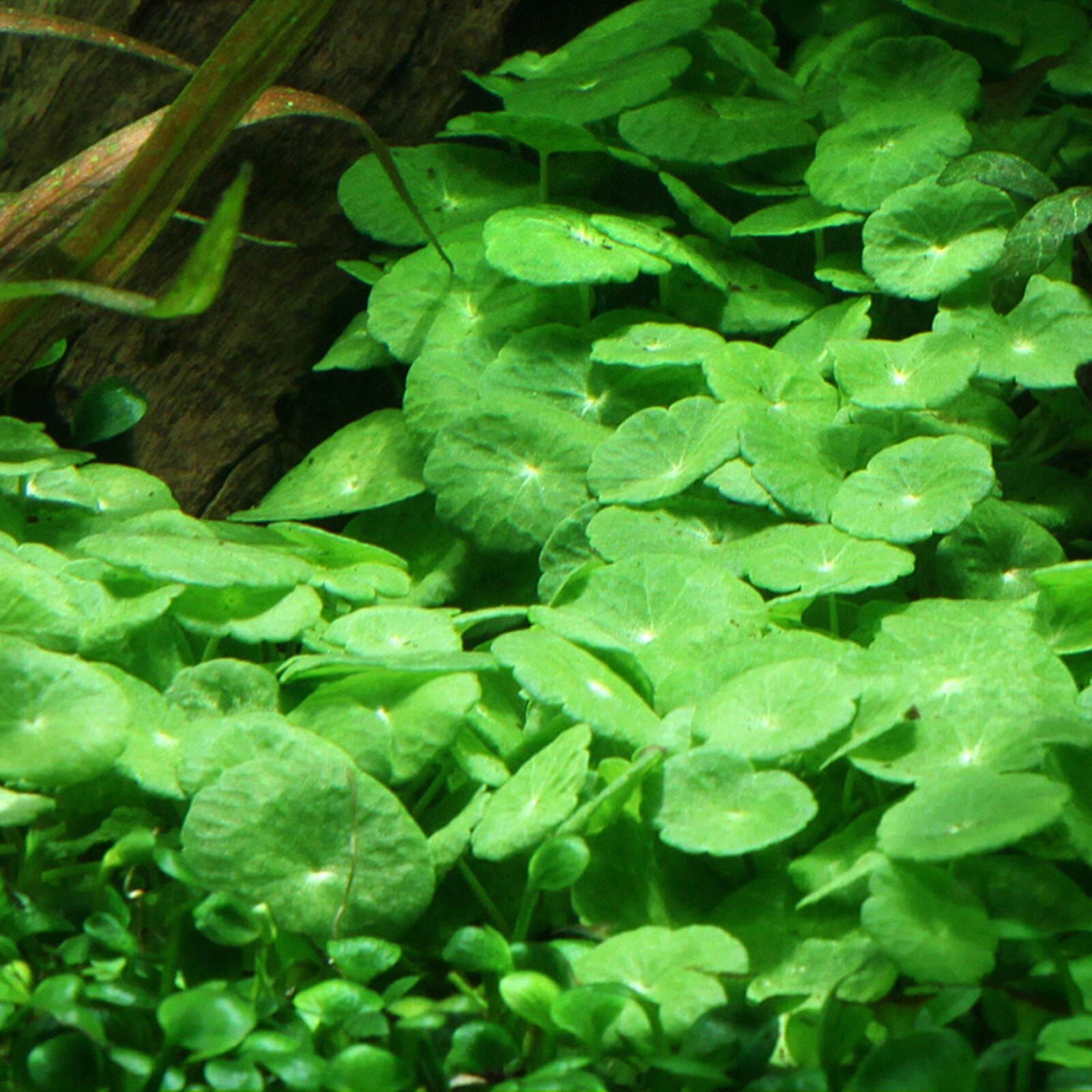 گیاه آبزی آکواریوم پلنت هیدروکوتیل ورتیسیلاتا Hydrocotyle verticillata( پک 5 شاخه)